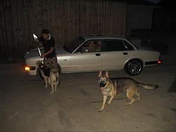 New member-jag-dogs.jpg