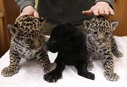 New UK owner-jaguar-cub-buddies.jpg