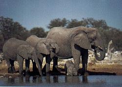 Whats your current camera gear, and your dream camera gear?-african-elephant-etosha.jpg