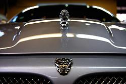 New Jaguar Pictures-detail-jag.jpg