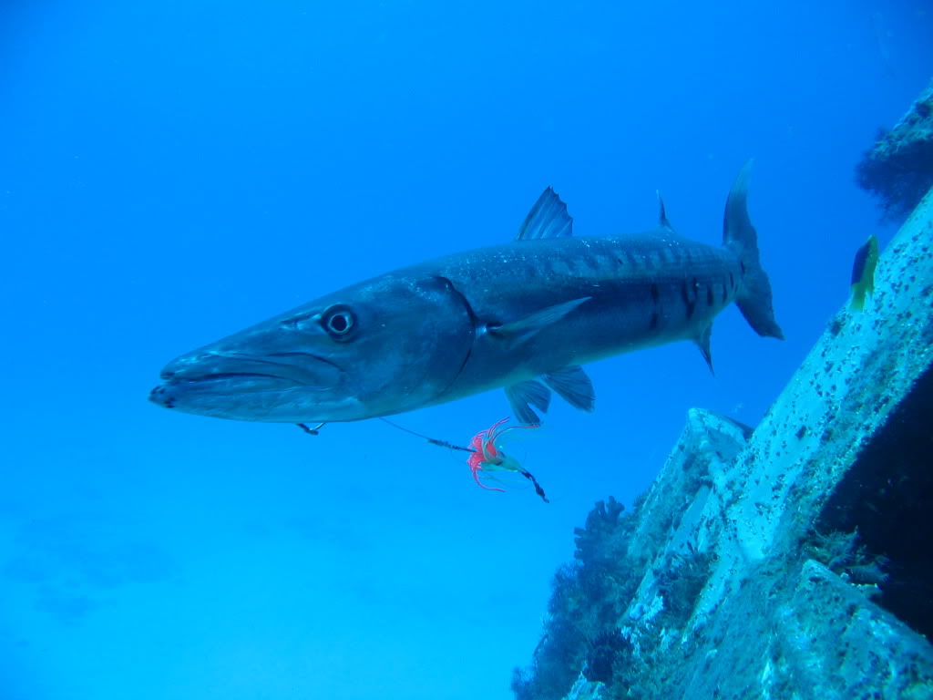 Name:  BARRACUDA.jpg
Views: 61
Size:  67.5 KB