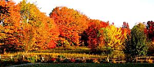 the changing leaves in New England-mek8nec.jpg