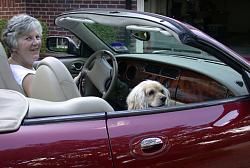 Post up your favourite photo of your own car-wifes-jag-pooch.jpg