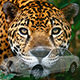 Panthera onca's Avatar